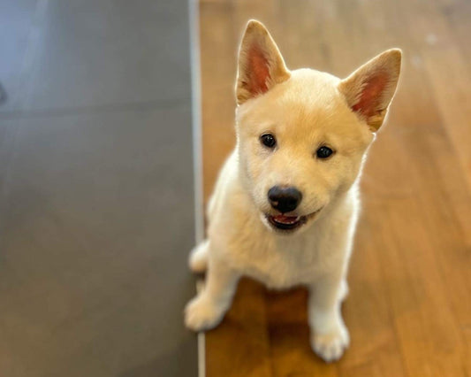 Fur babies are our heartbeats, our joy, and our forever friends. They bring unconditional love, endless laughter, and the purest companionship. Cherish every wag, purr, and cuddle because they truly make life complete.
